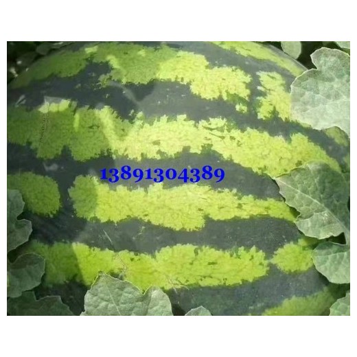 陜西大棚金城5西瓜產(chǎn)地，陜西長花皮西瓜產(chǎn)地批發(fā)